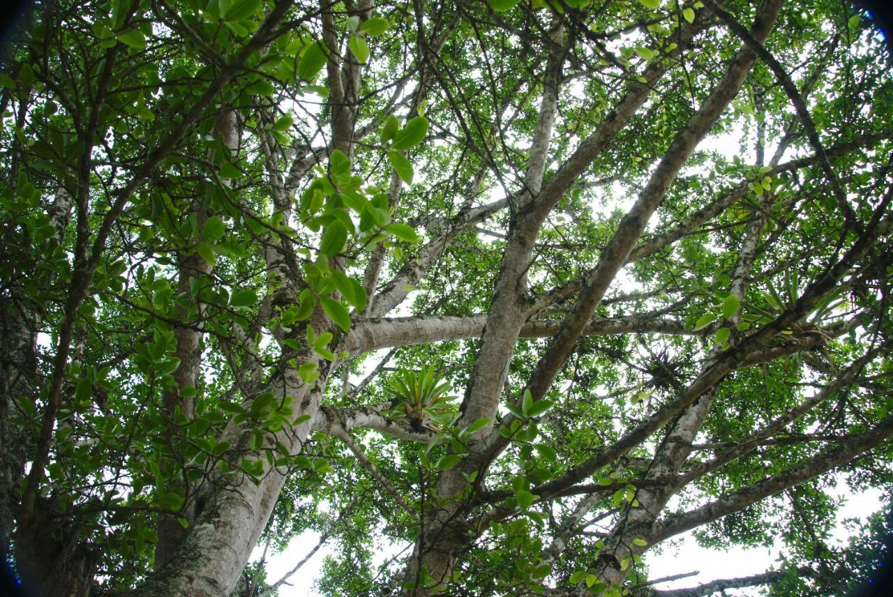 Finca Umnisa - تشواتشي المظهر الخارجي الصورة